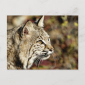 Bobcatのプロファイル ポストカード (正面)