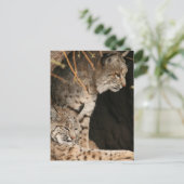 Bobcat写真はがき ポストカード (スタンド正面)