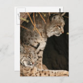 Bobcat写真はがき ポストカード (正面/裏面)