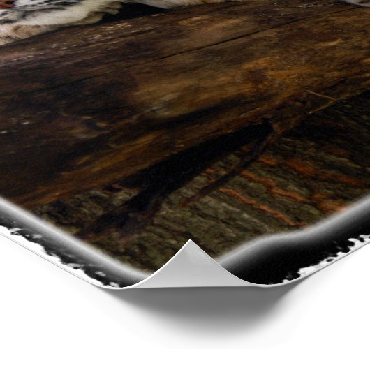 Bobcat_11x11 ポスター (角)