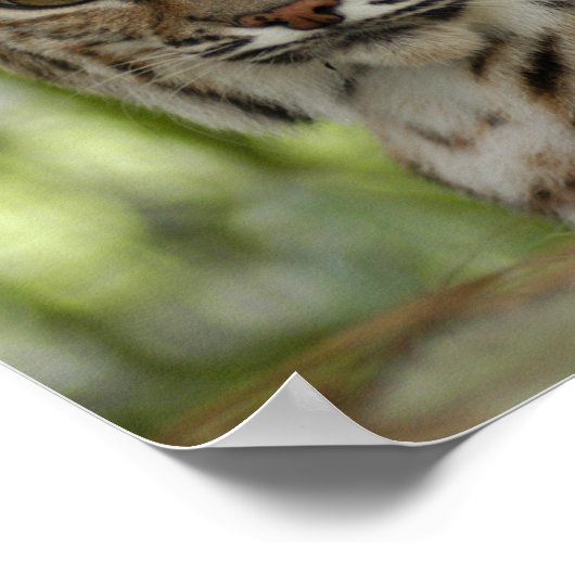 Bobcat 2_11x11 ポスター (角)