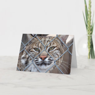 Bobcat Lynxワイルドキャットグリーティングカード カード