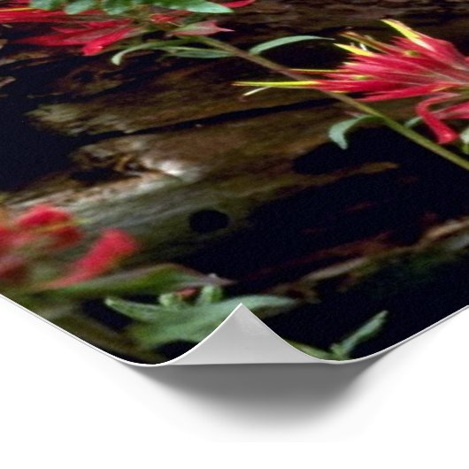 Bobcat-summer-young kitten in hollow log ポスター (角)