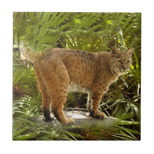 BobcatBCR004 タイル (正面)