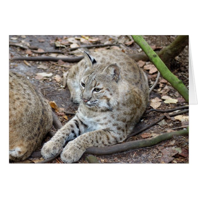 BobcatBCR017 (正面横)