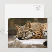 BobcatBCR018 ポストカード (正面/裏面)