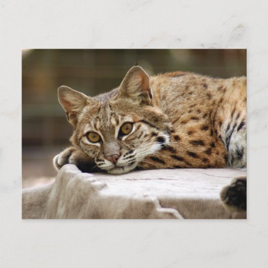 BobcatBCR018 ポストカード (正面)