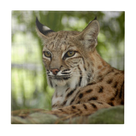 BobcatBCR032 タイル (正面)