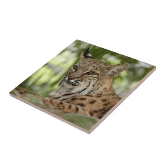 BobcatBCR032 タイル (側面)