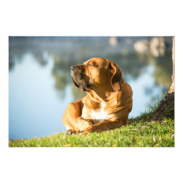 Boerboel Dog高品質 by Riverの写真プリント フォトプリント