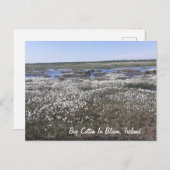 Bog Cottonの開花（アイルランド、オファリー） ポストカード (正面/裏面)