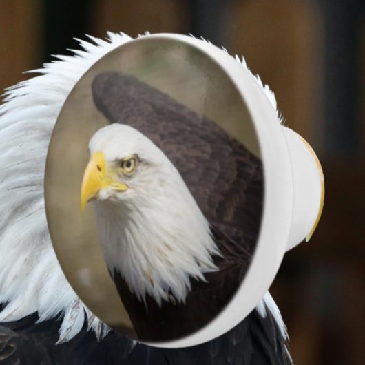 Bold Eagle Ceramic Drawer Knob – Strength セラミックノブ