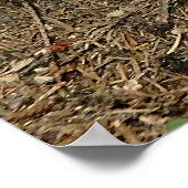 boletus ポスター (角)