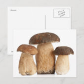 Boletus Edulis PCard ポストカード (正面/裏面)