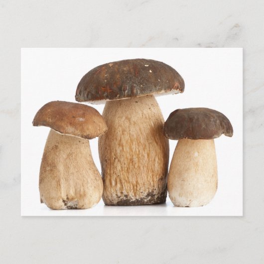 Boletus Edulis PCard ポストカード (正面)