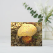 Boletus Torosusキノコ葉書 ポストカード (スタンド正面)