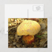 Boletus Torosusキノコ葉書 ポストカード (正面/裏面)