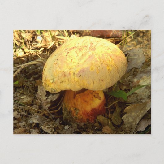 Boletus Torosusキノコ葉書 ポストカード (正面)