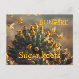 Bonaire sugarkeets ポストカード