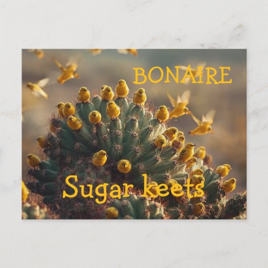Bonaire sugarkeets ポストカード (正面)