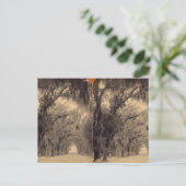 Bonaventure Cemetory、Savannah、Ga C.1887 ポストカード (スタンド正面)