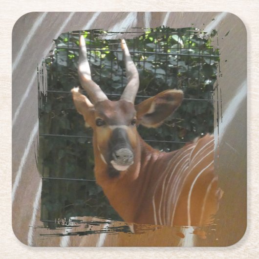 Bongo Antelope & Skin Border Coaster スクエアペーパーコースター (正面)