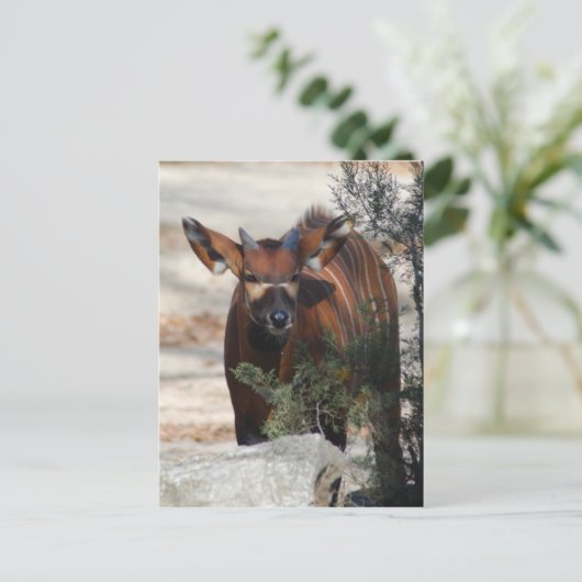 Bongo Calfはがき ポストカード (スタンド正面)