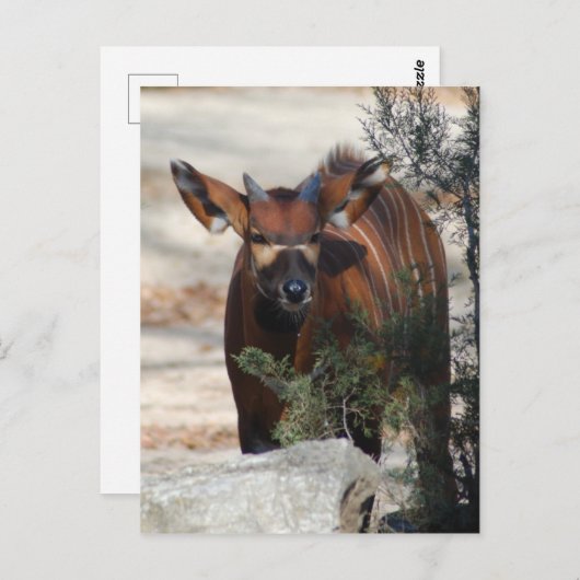 Bongo Calfはがき ポストカード (正面/裏面)