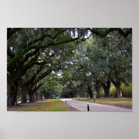 Boone Hall Avenue of Oaks in South Carolina ポスター (正面)