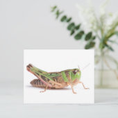 Boopie Grasshopperクローズアップ写真 ポストカード (スタンド正面)