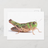 Boopie Grasshopperクローズアップ写真 ポストカード (正面/裏面)