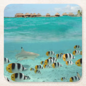Bora Boraの海のコースターの魚を追跡している鮫 スクエアペーパーコースター (正面)