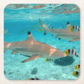 Bora Boraの礁湖のコースターの鮫 スクエアペーパーコースター (正面)