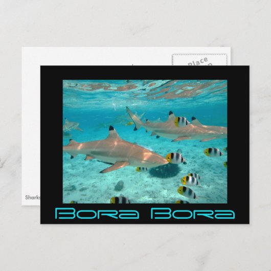 Bora Boraの礁湖の鮫は郵便はがきを黒くします ポストカード (正面/裏面)