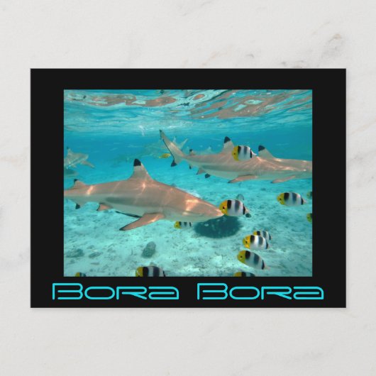 Bora Boraの礁湖の鮫は郵便はがきを黒くします ポストカード (正面)