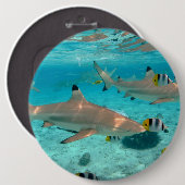 Bora Boraの礁湖の鮫 缶バッジ (正面&裏面)