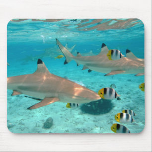Bora Boraの礁湖のmousepadの鮫 マウスパッド