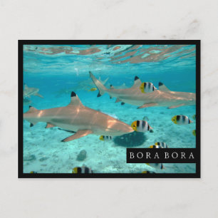 Bora Boraの礁湖フレームの郵便はがきの鮫 ポストカード