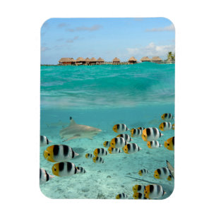 Bora Boraの縦磁石の鮫そして魚 マグネット