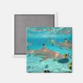 Bora Boraラグーン磁石のサメ マグネット (正面/裏面)