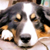 BORDER COLLIE カード