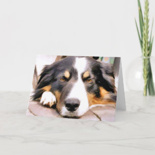 BORDER COLLIE カード