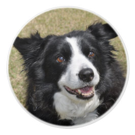Border collie セラミックノブ