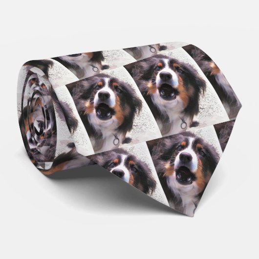 BORDER COLLIE ネクタイ (ロール)