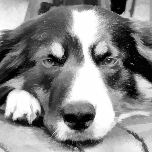 BORDER COLLIE マウスパッド