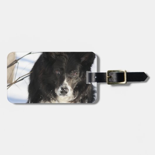 border-collie-8.jpg ラゲッジタグ (正面横)