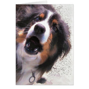 BORDER COLLIE DOG card