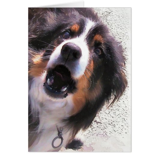 BORDER COLLIE DOG card (正面)