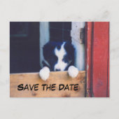 Border Collie Dog Save The Date 案内ポストカード (正面)
