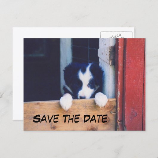 Border Collie Dog Save The Date 案内ポストカード (正面/裏面)